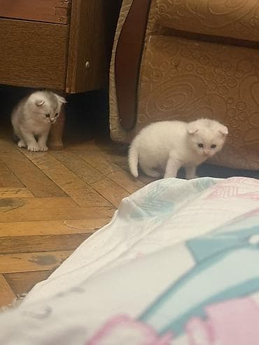 Digər heyvanlar: Şotland yastı qulaq — 2