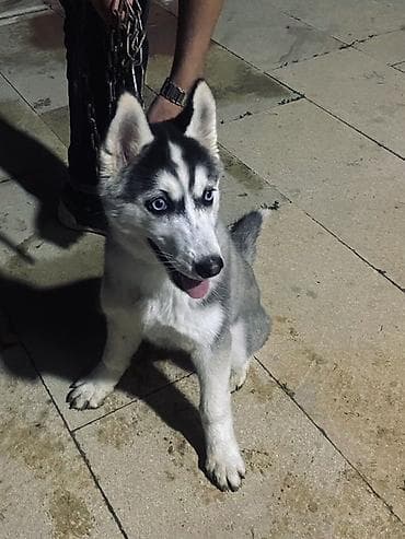 Xaski, 3 ay, Ünvandan götürmə