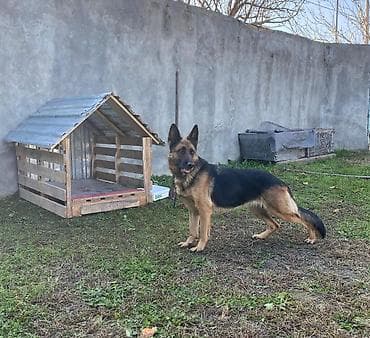 Quşlar: Alman çoban iti, 1 il, Dişi — 1