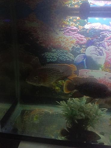 qaz yagi satisi: Salam. Akvarium satılır. 0.75x0.45x0.25. Balıqlar, şüşə təmizləyən — 10