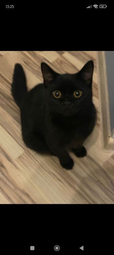 Dişi, Yaxşı əllərə lalafo.az -da Dişi, Yaxşı əllərə