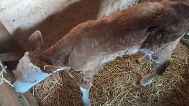 smental inek: Simmental buzov satılır. Ünvan Məhəmmədi kəndi — 2