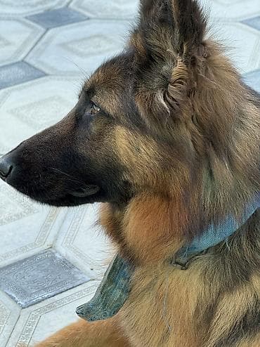 meydan itleri: Alman çoban iti, 1 il, Dişi — 1