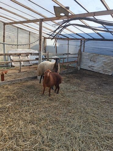 qoyunlar quzular: Dişi, Qala, il: 1, 50 kq, Damazlıq, Ünvandan götürmə — 5