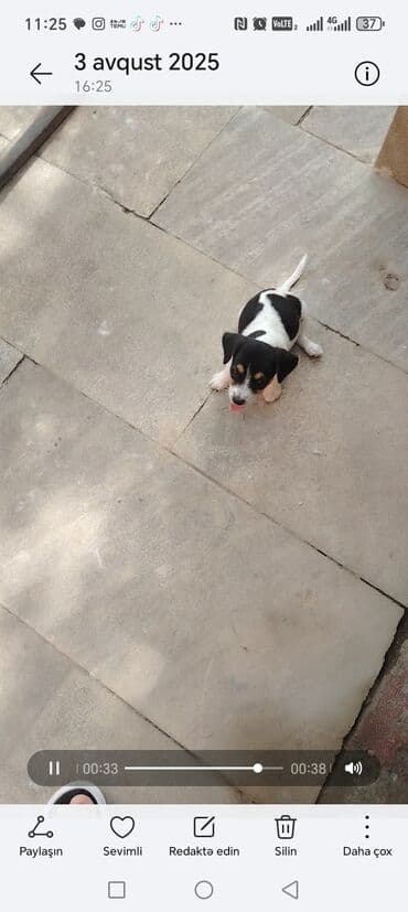 tüklü itlər: Cek rassel teryer, 2 ay, Erkek, Pulsuz çatdırılma — 3