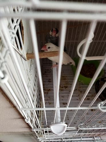 Salam təcili satilir pul lazmid deye cut 1 dəfə yumurtalayiblar alanda