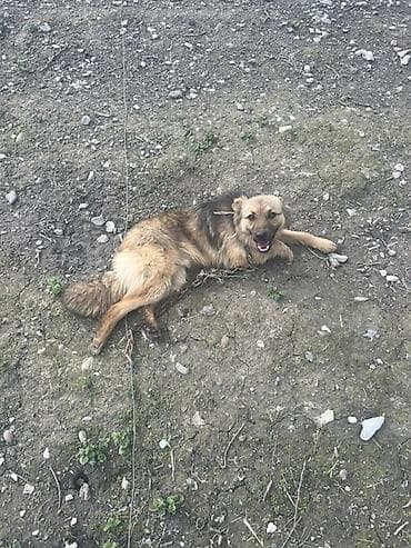 itler: İt – orta ölçülü, uzun tüklü, qızılı-qəhvəyi rəng çalarda, qara kürək — 2