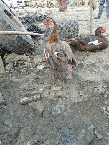 2 ayliq cuceler: Krasnadar erkəy ördəklər satilir 5 6 kq olar hardasa qiymət sondur iri — 3