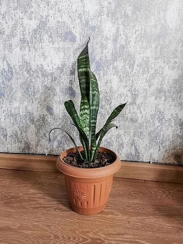 mal dili bitkisinin faydaları: Sansevieria - qabla birlikdə satılır. Uşaq otağı, yataq otağı, ofis — 1
