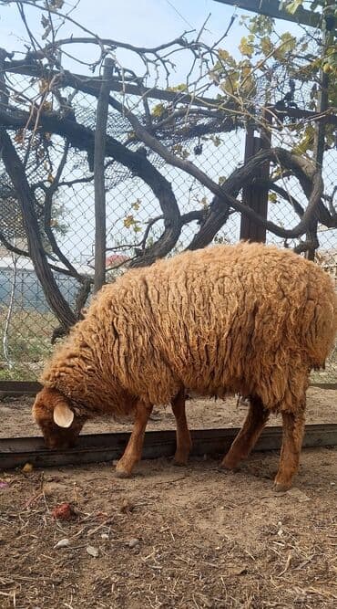 cücə su qabı: Erkek quzular satilir7 ayliqdilar tam sağlamdilar.Arpa yonca ile — 2