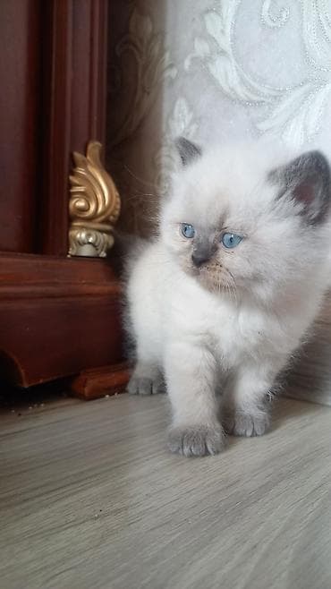 pişik cutleşdirmek: Məhsul: Göy gözlü, açıq krem rəngli, boz “point” işarələri olan balaca — 1