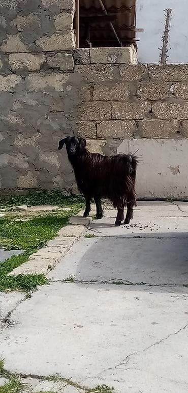 Гуси: Salam saglam arpa yonca yeyen çəpişdi real alıcılar zeng vursun — 1