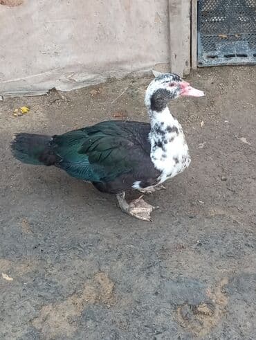 Inəklər, öküzlər: Erkək, | Lal ördək, Damazlıq — 1