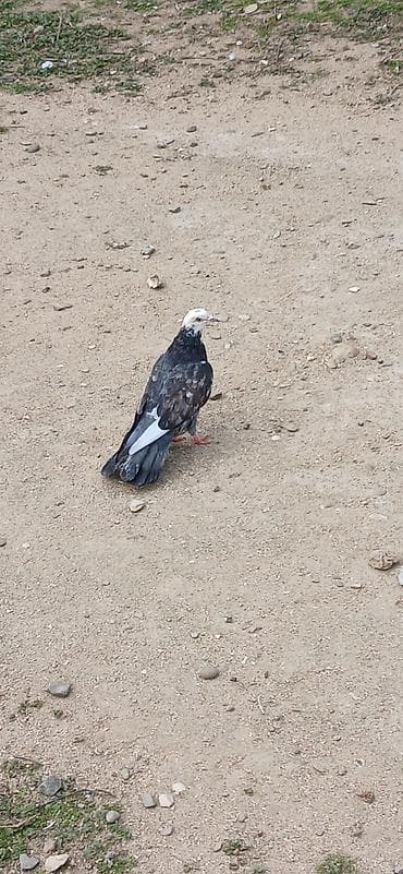 it yem: Məhsul: Göyərçin (oyun/uşağarlı tip) 17tuk mayadı qus goz qabagındadı — 2