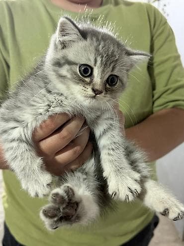 pişik yuva: Tabbi — 4