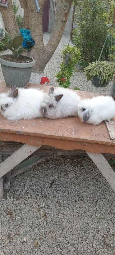 bala dovşanlar: Akor bala 10m — 10