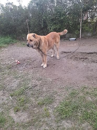 it yuvası satilir: Salam tecili satllır 3 yaş 7 ayllxdı heyvana söz yoxdur isdiyen — 6