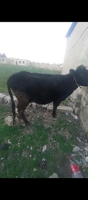 Toyuqlar: Dişi, il: 4, 260 kq, Damazlıq, Ətlik — 2