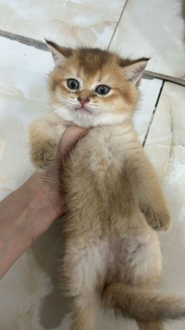 pişiklərin cutləşmə vaxtı: Erkək, Cütləşmə üçün, Pulsuz çatdırılma, Ödənişli çatdırılma, Rayonlara çatdırılma — 4