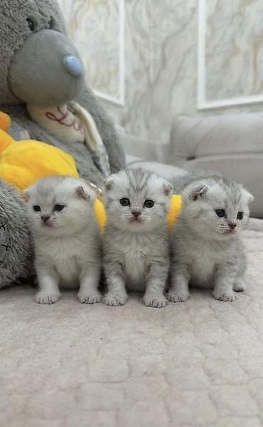 pişik satişi: Şinşilla, Dişi, Erkək, Ünvandan götürmə, Ödənişli çatdırılma — 1