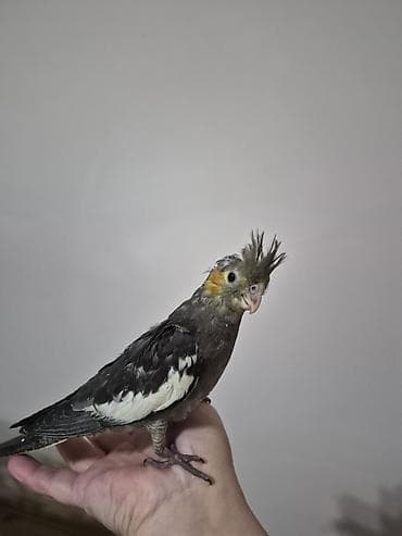 boyuk papuqay: 1ay yarımlıq bala ələ gəlir dişləmir yemə düşüb vitaminləri verilir — 2