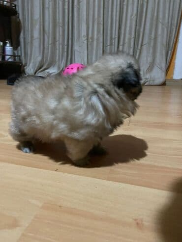 pekines itləri: Pekines — 6