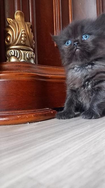 cins pişikler: Məhsul: Boz uclu, mavi gözlü pişik balası Təsvir: - Rəng: Açıq — 7