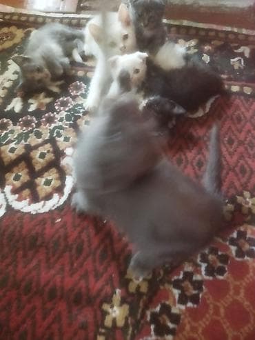 pişim: Gözəl boz tüklü balaca pişik balaları - Cins: qısa tüklü, bərk və sıx — 6