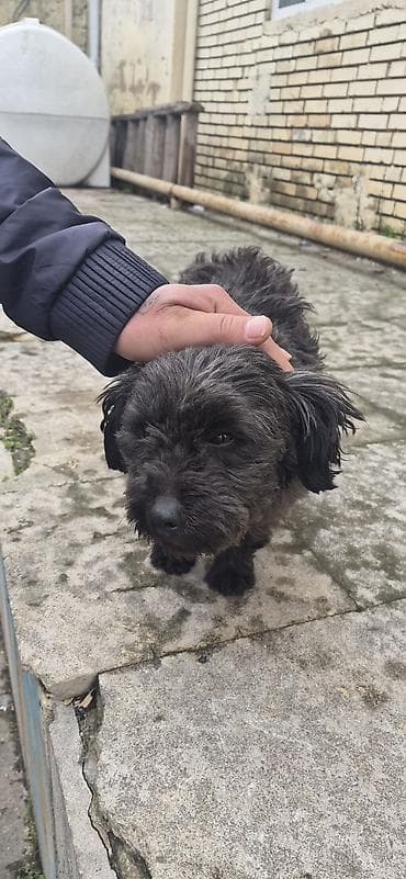 velikan dovsan: Saxlam it di saxlaya bilmirem iynesi de vurluub — 1