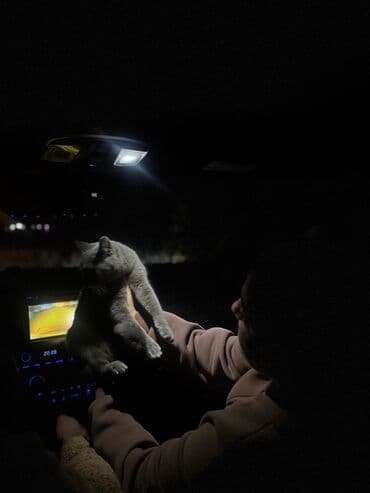 переноска для кошек баку: Kokoş satılır. 8 ayliqdi şotland paroda. 100 manata — 3