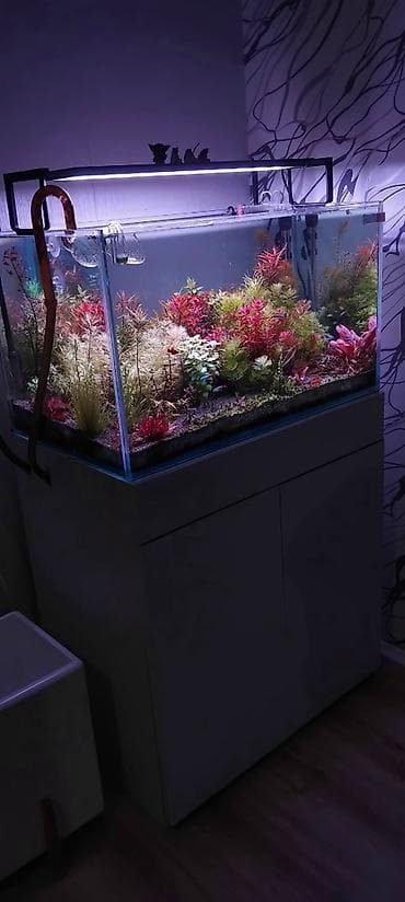 akvarium satisi: 70x40x40 Göründüyü vəziyətdə satılır. İşıqdan başqa bütöv komplekt — 3