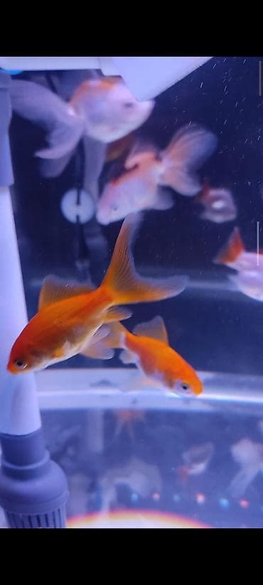 qızıl baliq: Qızıl balıq, Sülhsevər — 4