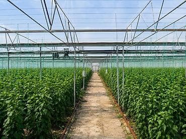 nabor hacar: Zire Qesebesi 2,20 hektarin torpaq satilir!!! icerisinde 55 sot — 1