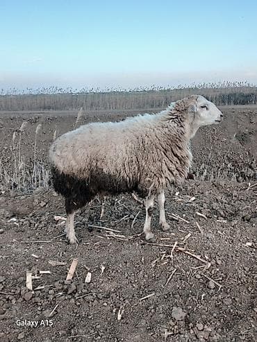 Quşlar: Qoç satìlir Qiymet:Razılaşmaynan — 2