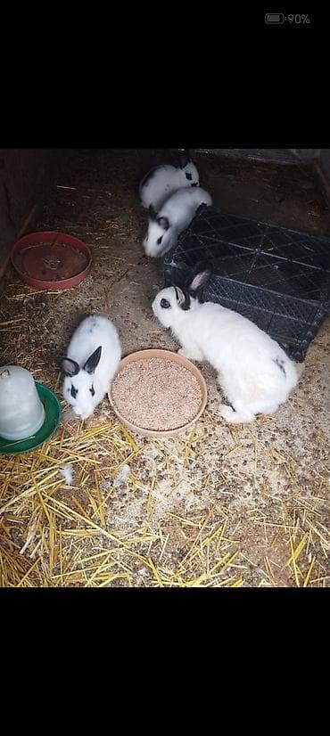 Dovşanlar: Ağ-qara ləkəli ev dovşanları – çoxalma və ya ev heyvanı kimi saxlanmaq — 1