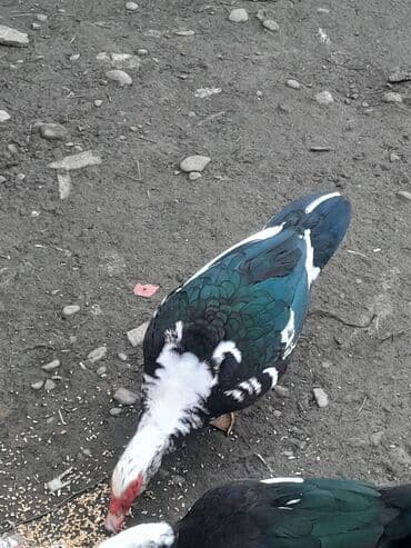 Erkək, | Kuban, Ətlik, Ünvandan götürmə — 4