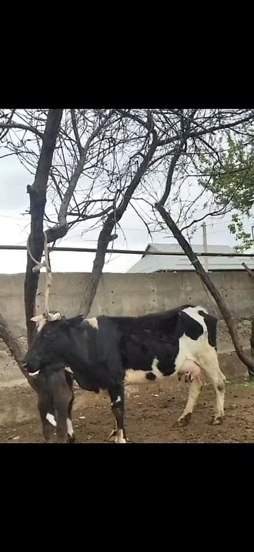 südlü iney: Simental tipli qara-ağ rəngli inək bala ilə birlikdə. - İri bədən — 6