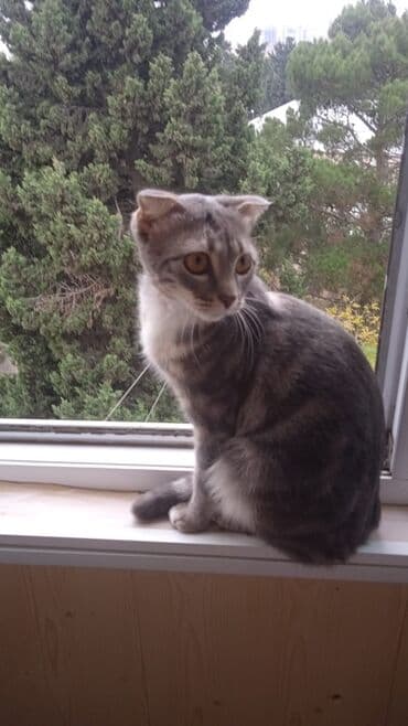 pişik satisi 2020: Dişi, Yaxşı əllərə, Ünvandan götürmə — 2