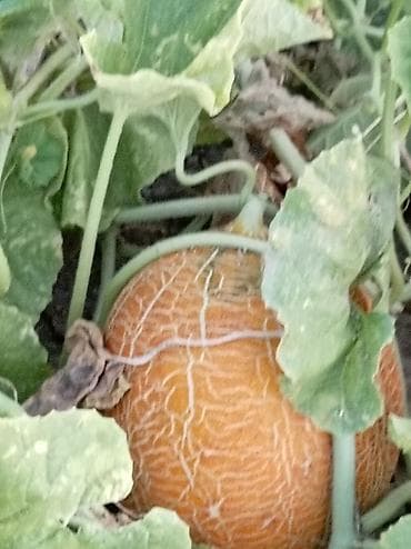 cen su: ***Dərmansız azotsuz qarpız və yemiş*** Yer İmişli, çatdırmaq olar. 16 — 9