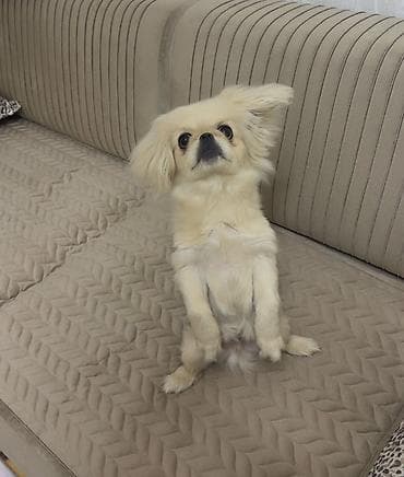 ucuz ev itləri: Pekines, 4 ay, Erkek, Peyvəndli, Ünvandan götürmə — 2