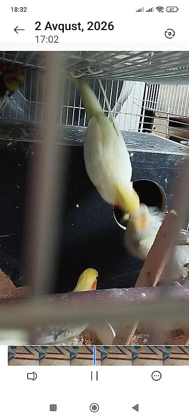 qus nömreleri: Nymph (korella) tutuquşuları – boz-ağ rəng çalarlarında, yanaqlarda — 5