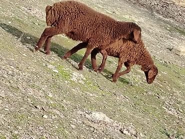 Другие с/х животные: Bir erkek bir dişi Qala quzusu cütü 550 manata tək satilmir .qiymət — 1