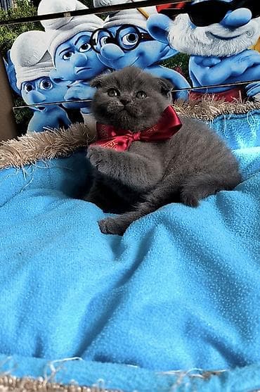 tüksüz pişik cinsi: Şotland yastı qulaq, Dişi — 3