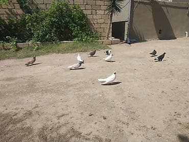qus: Quşlar Novxanidadi ve Tam sağlamdilar.Tutulmalardi uçuşlarinida — 4