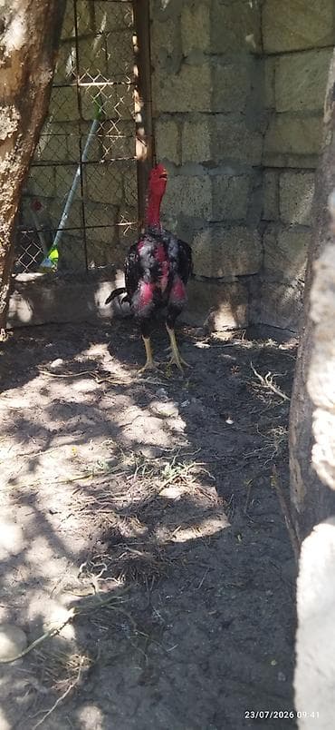 2yasi olacaq sentyabrda çox gözəl döyüş üslubu var çəkisi 3kq — 1