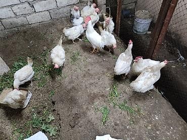 Куры: Курица, Для яиц — 3