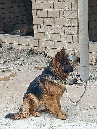 heyvan bazari: Alman çoban iti, 10 ay, Erkek, Peyvəndli, Ünvandan götürmə — 3