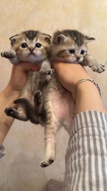 sinsila pisik: Şotland — 5