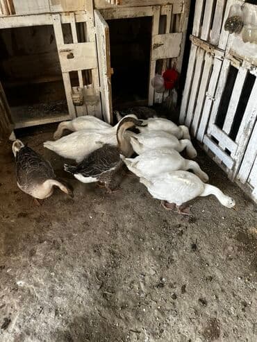 eşşək şəkili: Qaz sürüsü – ağ və boz rəngli - Növ: ev qəzləri (ağ və boz rəng — 4