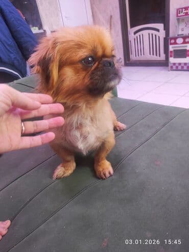 pekines dişi: Pekines — 2
